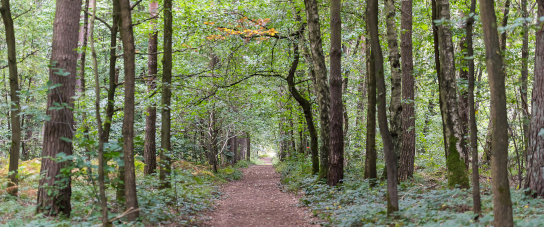 Biodiversity & Health and Wellbeing